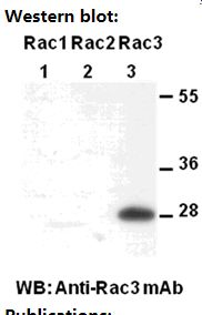 Anti-Rac3 Mouse Monoclonal Antibody, 100 µl (26064), NEBA10137 Anti-Rac3 Mouse Monoclonal Antibody, 100 µl (26064), NEBA10137