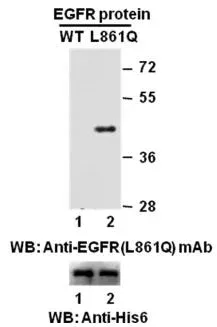 Anti-EGFR (L861Q) Mouse Monoclonal Antibody, 100 µl (26077), NEBA10144