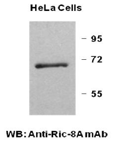 Anti-Ric-8A Mouse Monoclonal Antibody, 100 µl (26071), NEBA10141
