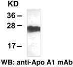 Anti-Apolipoprotein A1 Mouse Monoclonal Antibody, 100 µl (26025), NEBA10117