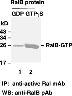 Anti-Active Ral Mouse Monoclonal Antibody, 30 µl (26913), NEBA10220