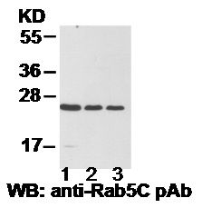 Anti-Rab5C Rabbit Polyclonal Antibody, 100 µl (21038), NEBA10026