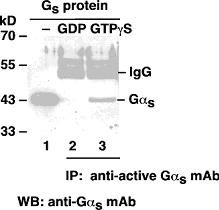 Anti-Active Gαs Mouse Monoclonal Antibody, 30 µl (26906), NEBA10213