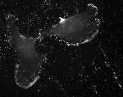 Anti-Fascin Mouse Monoclonal Antibody, internal immunogen, 100 µl (26013), NEBA10108