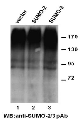 Anti-SUMO-2/3 Rabbit polyclonal Antibody, 100 µl (21237), NEBA10085