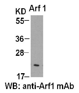 Anti-Arf1 Mouse Monoclonal Antibody, 100 µl (26019), NEBA10113 Anti-Arf1 Mouse Monoclonal Antibody, 100 µl (26019), NEBA10113