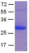 Ran Protein Q69L mutant, 25 µg (10113) NEBCC0015