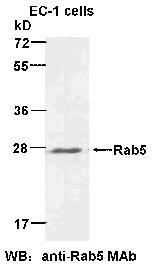 Anti-Rab5 Mouse Monoclonal Antibody, 100 µl (26016), NEBA10111 Anti-Rab5 Mouse Monoclonal Antibody, 100 µl (26016), NEBA10111