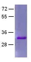Rab3A Protein Q81L mutant, 25 µg (10129) NEBCC0045
