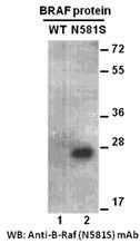 Anti-B-Raf (N581S) Mouse Monoclonal Antibody, 100 µl (26109), NEBA10155 Anti-B-Raf (N581S) Mouse Monoclonal Antibody, 100 µl (26109), NEBA10155