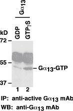 Anti-Active Gα13-GTP Mouse Monoclonal Antibody, 30 µl (26902), NEBA10209