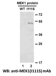 Anti-MEK1 (I111S) Mouse Monoclonal Antibody, 100 µl (26264), NEBA10203 Anti-MEK1 (I111S) Mouse Monoclonal Antibody, 100 µl (26264), NEBA10203