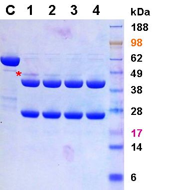 Turbo3C™Protease (HRV 3C Protease), standard, 1 mg (1000 Units) (H0101S) ACGC80004 Turbo3C™Protease (HRV 3C Protease), standard, 1 mg (1000 Units) (H0101S) ACGC80004