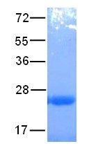 Arf1 Protein Delta17 Q71L mutant, 10 µg (10123) NEBCC0035