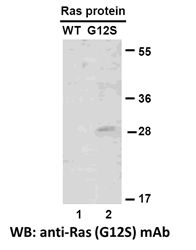 Anti-RAS (G12S) Mouse Monoclonal Antibody, 100 µl (26186), NEBA10192 Anti-RAS (G12S) Mouse Monoclonal Antibody, 100 µl (26186), NEBA10192
