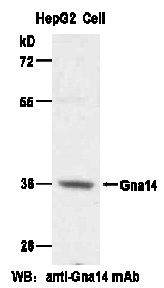 Anti-Gα14 Mouse Monoclonal Antibody, 100 µl (26027), NEBA10119