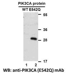 Anti-PIK3CA (E542Q) Mouse Monoclonal Antibody, 100 µl (26210), NEBA10232 Anti-PIK3CA (E542Q) Mouse Monoclonal Antibody, 100 µl (26210), NEBA10232