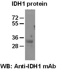Anti-IDH1 Mouse Monoclonal Antibody, 100 µl (26136), NEBA10169