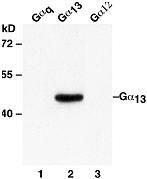 Anti-Gα13 Mouse Monoclonal Antibody, 100 µl (26004), NEBA10100