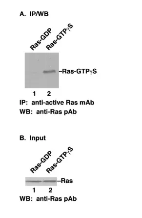 Ras Activation Assay Kit, 30 Assays (81101) NEBB40017