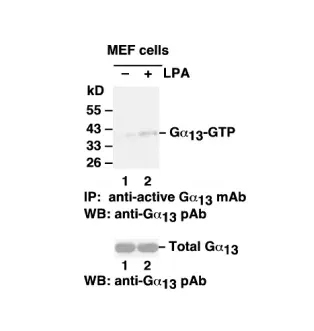 Gα13 Activation Assay Kit, 30 Assays (80401) NEBB40010