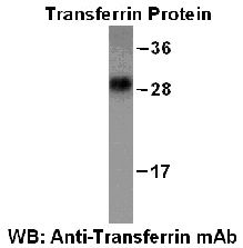 Anti-Transferrin Mouse Monoclonal Antibody, 100 µl (26050), NEBA10130