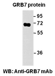Anti-GRB7 Mouse Monoclonal Antibody, 100 µl (26133), NEBA10167 Anti-GRB7 Mouse Monoclonal Antibody, 100 µl (26133), NEBA10167