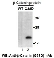 Anti-β-catenin (G38D) Mouse Monoclonal Antibody, 100 µl (26169), NEBA10186 Anti-β-catenin (G38D) Mouse Monoclonal Antibody, 100 µl (26169), NEBA10186
