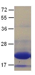 Arl3 Protein, 100 µg, (10152) NEBCC0063
