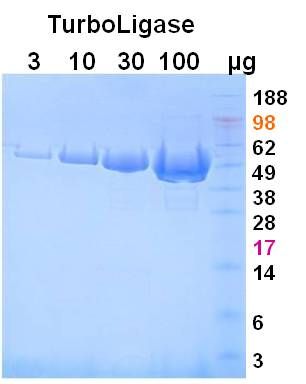 TurboLigase™ kit, 500 Reactions (L0110M) ACGC80002 TurboLigase™ kit, 500 Reactions (L0110M) ACGC80002