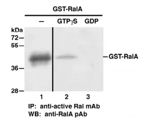 RalA Activation Assay Kit, 30 Assays (83601) NEBB40034