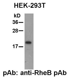 Anti-RheB Rabbit Polyclonal Antibody, 100 µl (21098), NEBA10054
