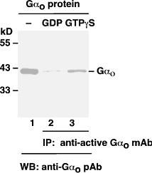 Anti-Active Gαo Mouse Monoclonal Antibody, 30 µl (26907), NEBA10214 Anti-Active Gαo Mouse Monoclonal Antibody, 30 µl (26907), NEBA10214