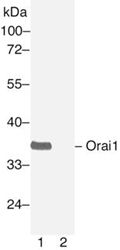 Anti-Orai1 Rabbit Polyclonal Antibody (Orai1-L2), 100 µl (21002), NEBA10002