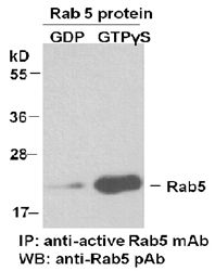 Anti-Active Rab5 Mouse Monoclonal Antibody, 30 µl (26911), NEBA10218 Anti-Active Rab5 Mouse Monoclonal Antibody, 30 µl (26911), NEBA10218