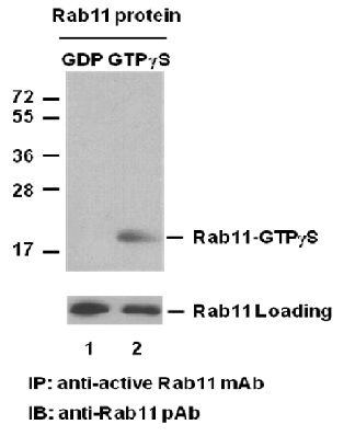 Anti-Active Rab11 Mouse Monoclonal Antibody, 30 µl (26919), NEBA10224 Anti-Active Rab11 Mouse Monoclonal Antibody, 30 µl (26919), NEBA10224