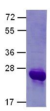 Cdc42 Protein, 100 µg, (10107) NEBCC0005