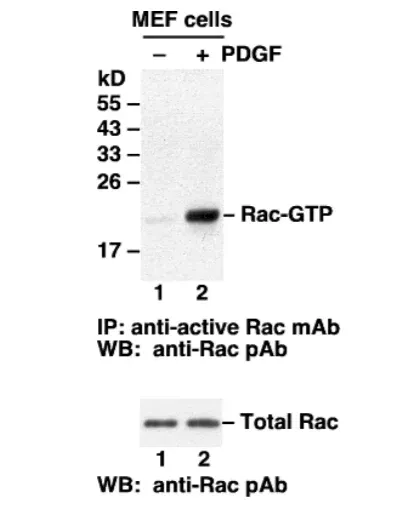 Rac Activation Assay Kit, 30 Assays (80501) NEBB40011
