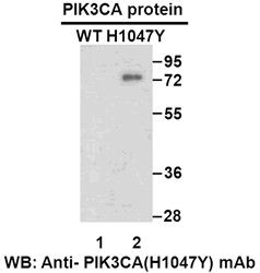Anti-PIK3CA (H1047Y) Mouse Monoclonal Antibody, 100 µl (26216), NEBA10234