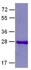 Rab7 Protein Q67L mutant, 25 µg, (10135) NEBCC0051