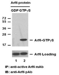 Anti-Active Arf6 Mouse Monoclonal Antibody, 30 µl (26918), NEBA10223 Anti-Active Arf6 Mouse Monoclonal Antibody, 30 µl (26918), NEBA10223