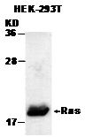 Anti-Ras Rabbit Polyclonal Antibody, C-terminal immunogen, 100 µl (21021), NEBA10017