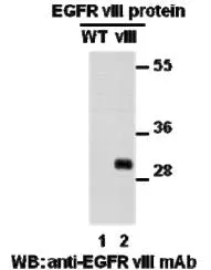 Anti-EGFR (vIII) Mouse Monoclonal Antibody, 100 µl (26176), NEBA10189