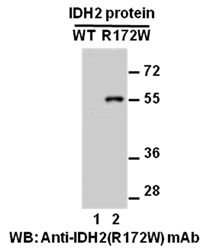 Anti-IDH2 (R172W) Mouse Monoclonal Antibody, 100 µl (26164), NEBA10181