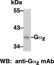 Anti-Gαz Mouse Monoclonal Antibody, 100 µl (26011), NEBA10106