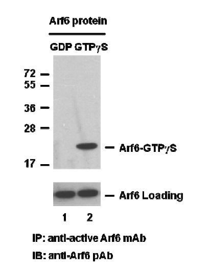 Arf6 Activation Assay Kit, 30 Assays (82401) NEBB40024