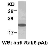 Anti-Rab5 Rabbit Polyclonal Antibody, 100 µl (21151), NEBA10067