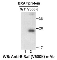 Anti-B-Raf (V600K) Mouse Monoclonal Antibody, 100 µl (26110), NEBA10156 Anti-B-Raf (V600K) Mouse Monoclonal Antibody, 100 µl (26110), NEBA10156