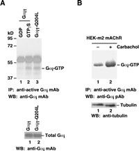 Anti-Active Gαi Mouse Monoclonal Antibody, 30 µl (26901), NEBA10208 Anti-Active Gαi Mouse Monoclonal Antibody, 30 µl (26901), NEBA10208