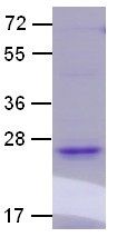 Ras Protein Q61L mutant, 25 µg, (10111) NEBCC0011